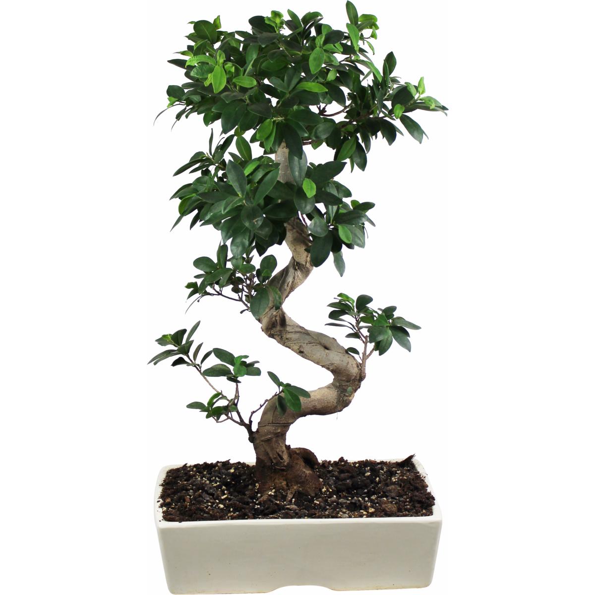 La fontaine fleurie Bonsai Ficus Ginseng Tokyo
