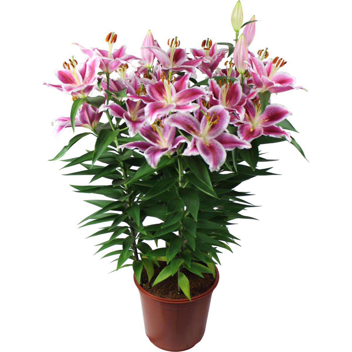 planter un lys en pot