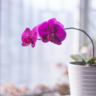 Entretien orchide