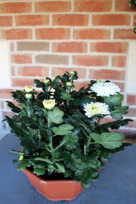 PLANTE D'EXTÉRIEUR - Chrysanthème 8-9 têtes