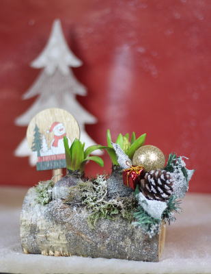 NOËL - Buche de jacinthes givrées