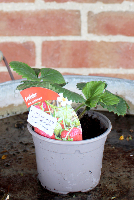 FRUIT À PLANTER - Fraisier 'Maxim'