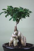 YOKOHAMA - Bonsaï d'intérieur Ficus Ginseng