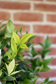 PLANTE D'EXTERIEUR - Nandina Magical Lemon Lime (bambou sacré)