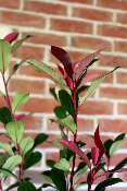 PLANTE D'EXTERIEUR - Photinia carré rouge