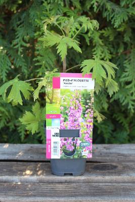 PLANTE VIVACE - Pied d'alouette 'Astolat'
