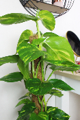 PLANTE D’INTÉRIEUR - Pothos (scindapsus)