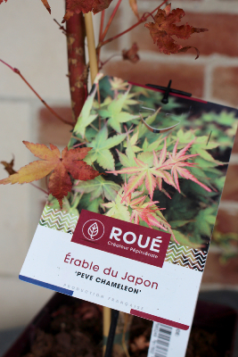 Erable du Japon - Acer Palmatum 'Peve Chameleon'