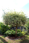 Saule crevette (Salix Integra Hakuro-Nishiki)