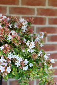 PLANTE D'EXTÉRIEUR - Abelia