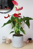 PLANTE D’INTÉRIEUR - Anthurium