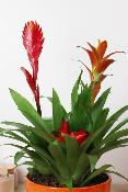 PLANTE D’INTÉRIEUR - Bromélia