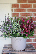 PLANTE D'EXTÉRIEUR - Bruyère "Calluna" tricolore