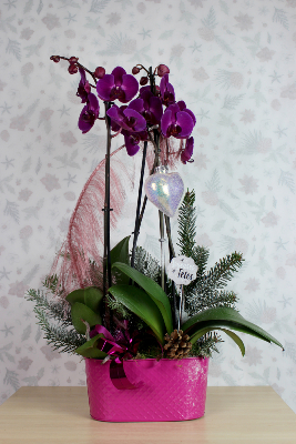 NOËL - Composition d'orchidées fuchsia