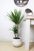 PLANTE D’INTÉRIEUR - Dracaena