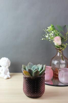 PLANTE GRASSE - Succulente à l'unité
