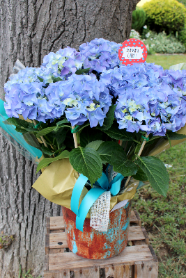 Fête des Mères - Hortensia 