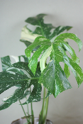PLANTE D’INTÉRIEUR - Monstera