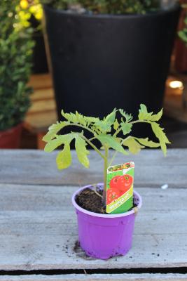 LÉGUME À PLANTER - Tomate Montfavet