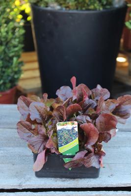 LÉGUME À PLANTER - Feuilles de chêne 