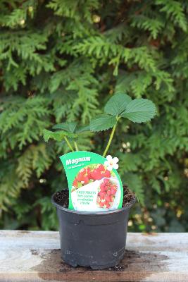 FRUIT À PLANTER - Fraisier 'Magnum'