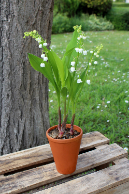 Muguet - Le pot de 3 griffes