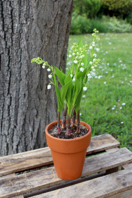 Muguet - Le pot de 5 griffes