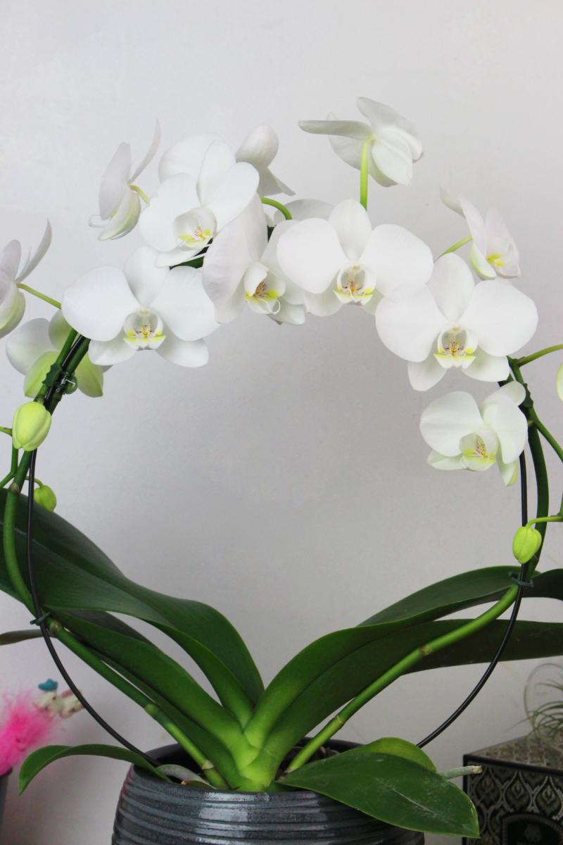 Orchidée Phalaenopsis en arceau - La Fontaine Fleurie
