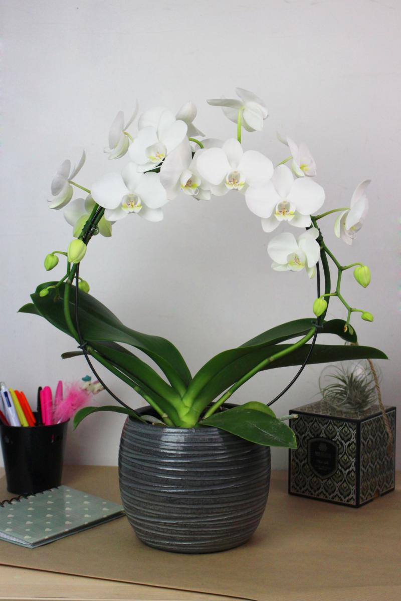 Orchidée Phalaenopsis en arceau - La Fontaine Fleurie