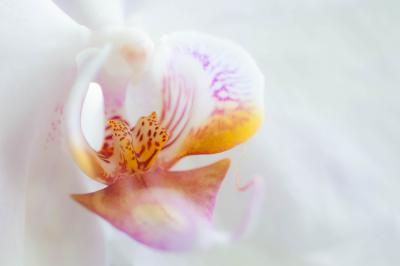 Nos trois conseils entretien de votre orchidée