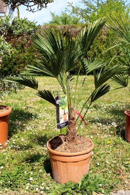 Palmier Trachycarpus Wagnerianus