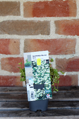 PLANTE VIVACE - Saxifrage mousse