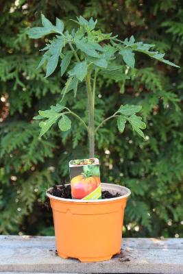 LÉGUME À PLANTER - Tomate Ananas