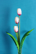 FLEUR ÉTERNELLE - Tulipe