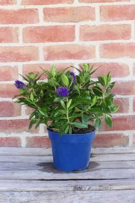 Véronique en Pot, Plante d'Extérieur - La Fontaine Fleurie