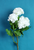 FLEUR ÉTERNELLE - Viburnum