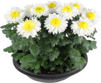 PLANTE D'EXTÉRIEUR - Chrysanthème 12 têtes