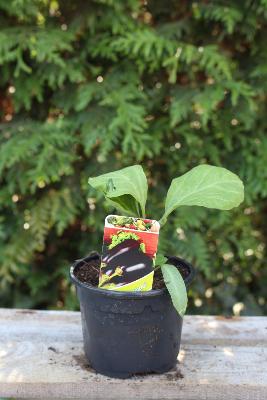 LÉGUME À PLANTER - Aubergine Baluroi