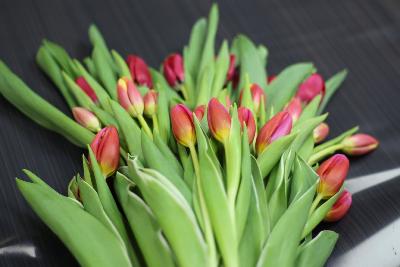 BOUQUET À LA BOTTE - Tulipes françaises