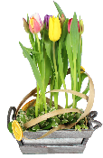 COMPOSITION DE TULIPES VARIÉES SANTAIN