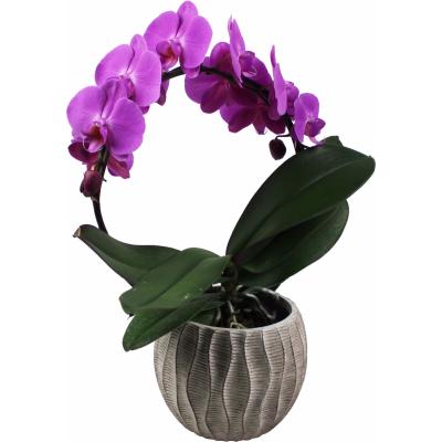 ORCHIDÉE - Phalaenopsis en arceau