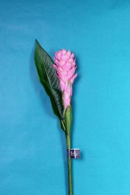 FLEUR ÉTERNELLE - Alpinia