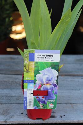 PLANTE VIVACE - Iris des Jardins