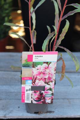 PLANTE VIVACE - Gaura rose