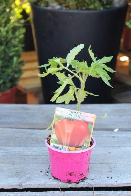 LÉGUME À PLANTER - Tomate Pyros
