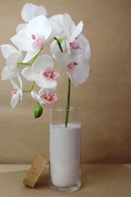 FLEUR ÉTERNELLE - Orchidée phalaenopsis