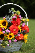 CALVI - Bouquet de dahlias et tournesols