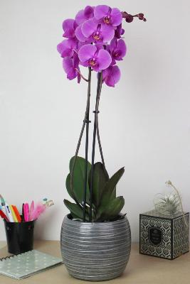 ORCHIDÉE - Phalaenopsis