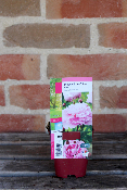 PLANTE VIVACE - Pivoine