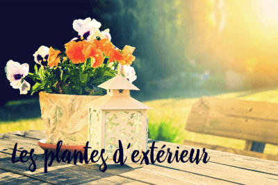 Nos plantes d'extérieur